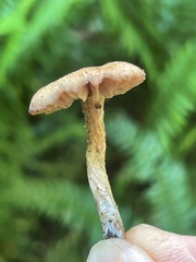 Laccaria nobilis