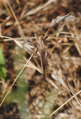 Stenopogon