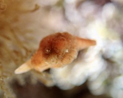 Pseudopusula californiana