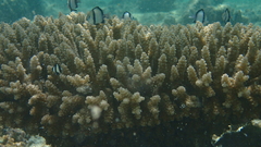 Acropora tenuis