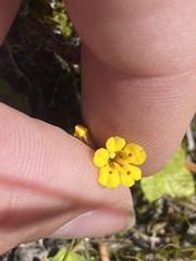 Erythranthe primuloides