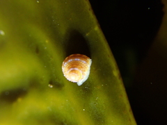 Calliostoma annulatum