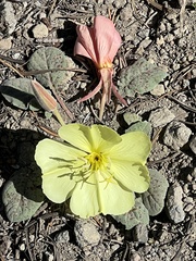 Oenothera xylocarpa