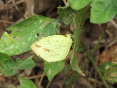 Eurema desjardinsii