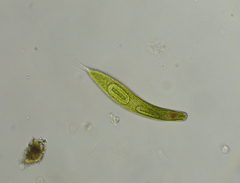 Lepocinclis fusca