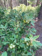 Notholithocarpus densiflorus echinoides