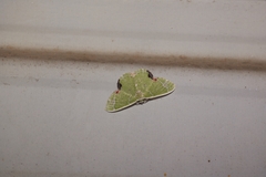 Comibaena nigromacularia