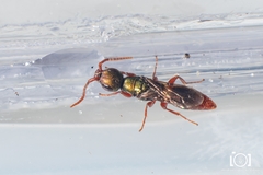 Anisepyris