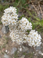 Achillea alpina