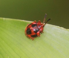 Stenotarsus pardalis