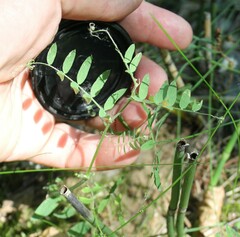 Vicia cassubica