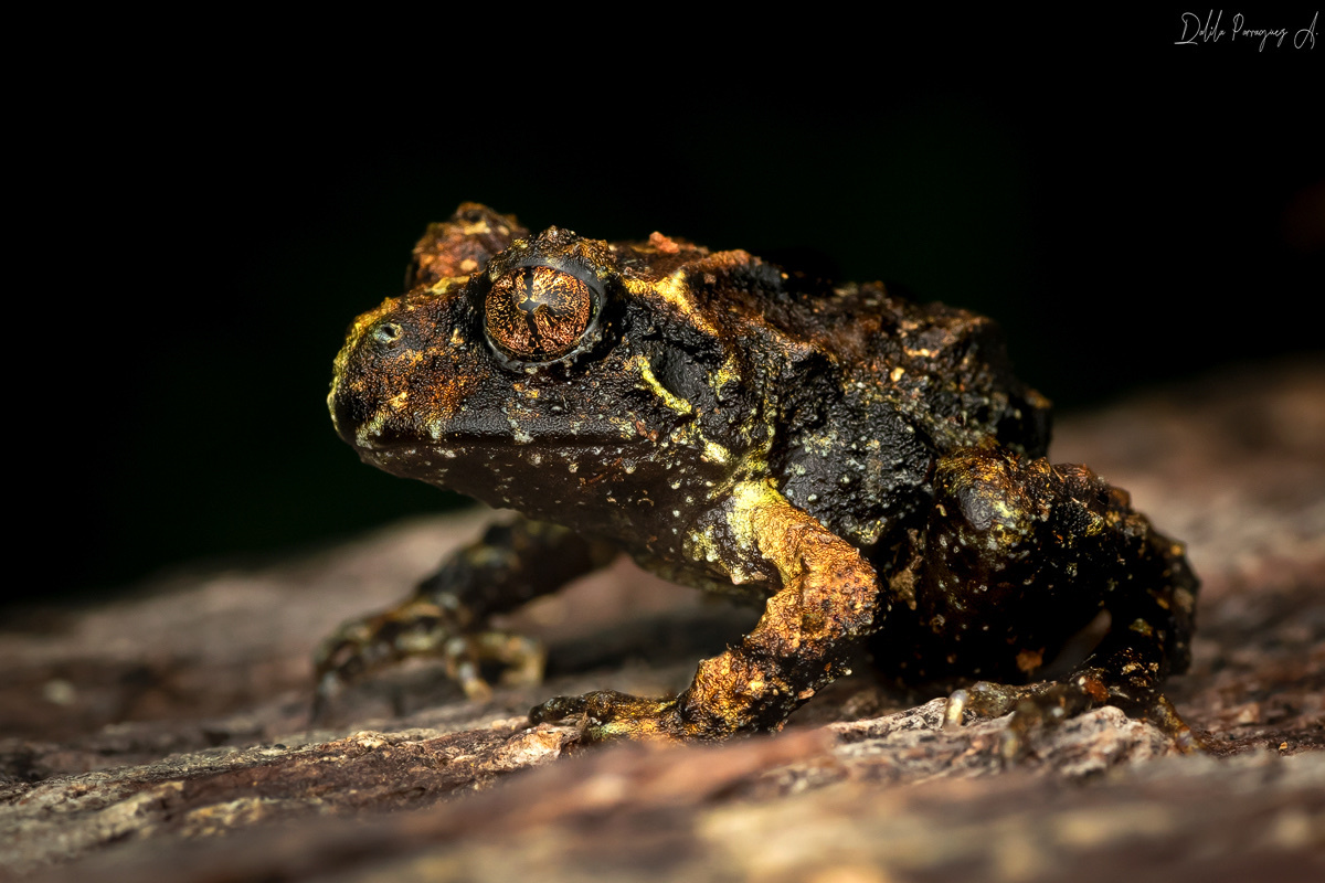 Eupsophus emiliopugini Formas, 1989