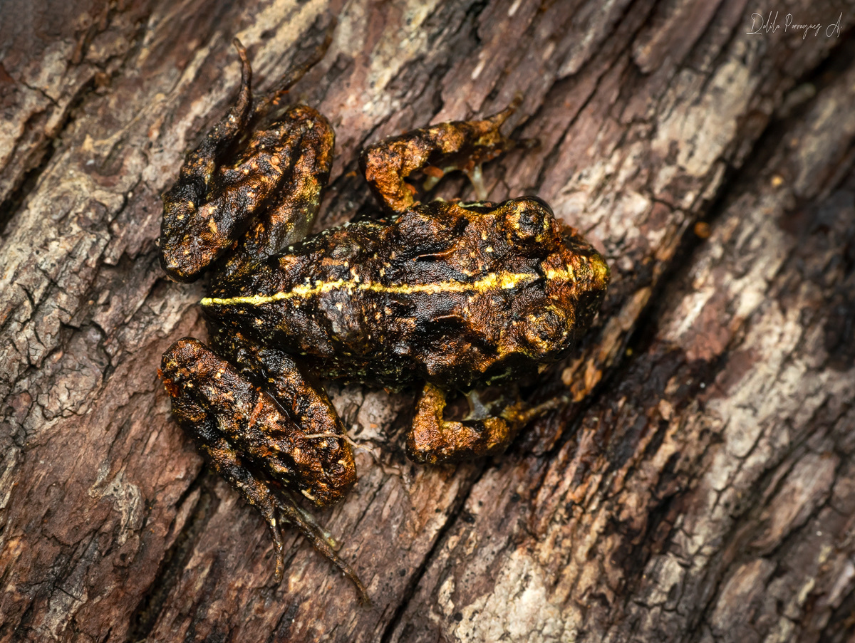 Eupsophus emiliopugini Formas, 1989