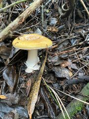 Amanita toxica