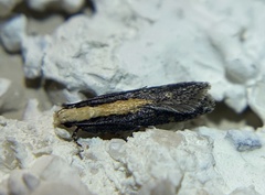 Aroga paraplutella