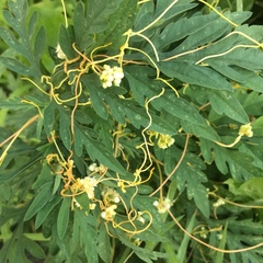 Cuscuta