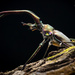 Escarabajo de Darwin - Photo (c) Dalila Parraguez, algunos derechos reservados (CC BY-NC), subido por Dalila Parraguez