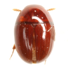 Ochrolitus rubens