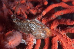 Coccotropsis gymnoderma