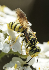 Philanthus multimaculatus