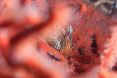 Coccotropsis gymnoderma