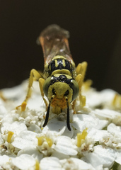 Philanthus multimaculatus