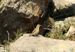 Berberis empetrifolia