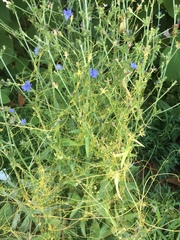 Cuscuta