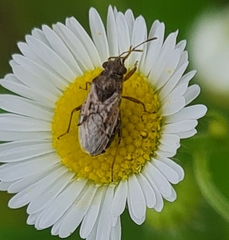 Nysius thymi