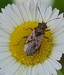 Nysius thymi