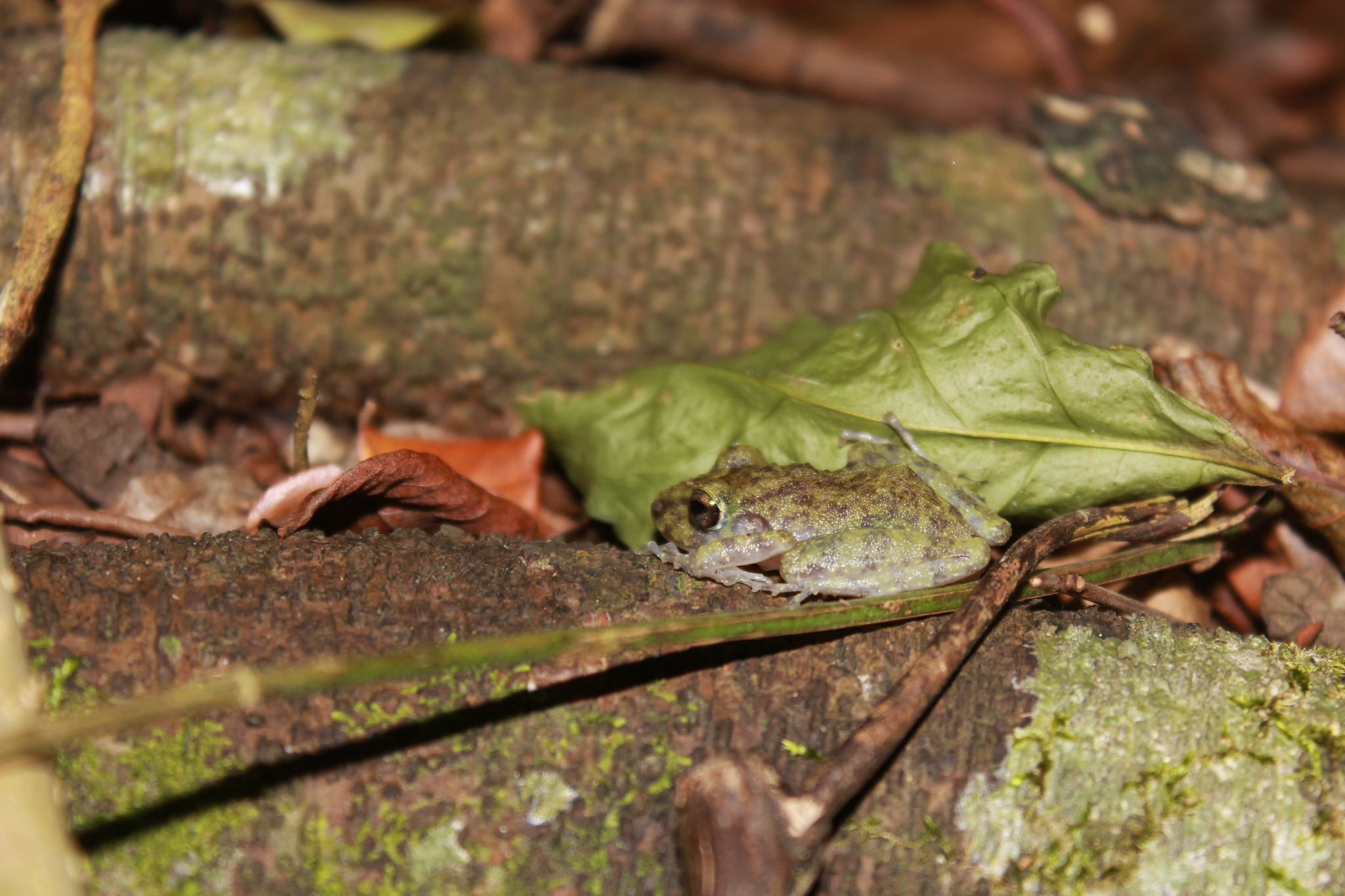 Craugastor yucatanensis (Lynch, 1965)
