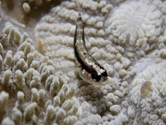 Asterropteryx striata