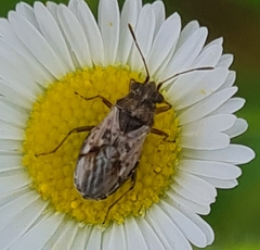 Nysius thymi