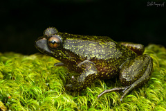 Insuetophrynus acarpicus