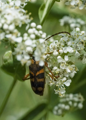 Xestoleptura