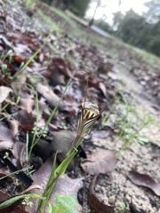 Pterostylis aspera