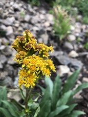 Solidago multiradiata multiradiata