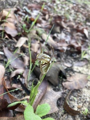 Pterostylis aspera