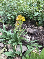 Solidago multiradiata multiradiata