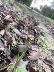 Pterostylis aspera