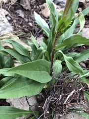 Solidago multiradiata multiradiata