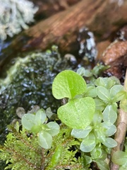 Neottia cordata