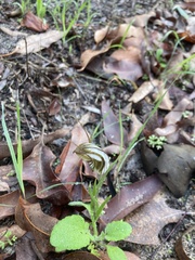 Pterostylis aspera