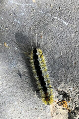 Lophocampa ingens