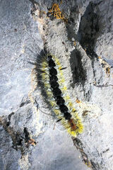 Lophocampa ingens