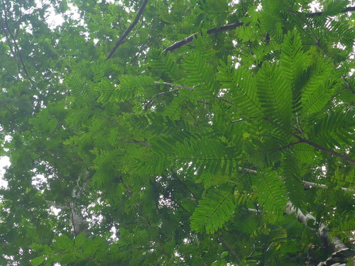 Pentaclethra macroloba - Whole tree