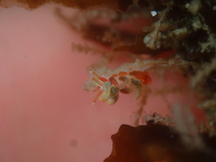 Eubranchus rubeolus
