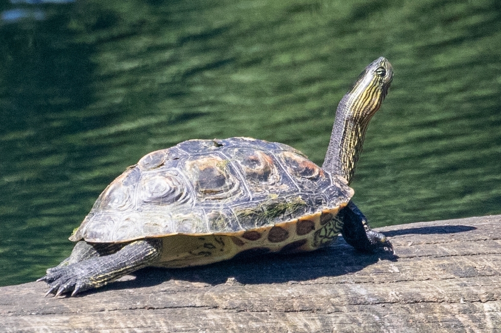 Common thread turtle in July 2022 by Jason Stovin. Someone said it was ...