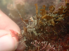 Eubranchus rubeolus