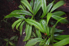 Symplocos wikstroemiifolia